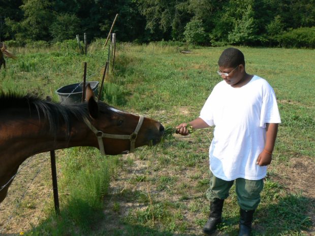 kid feeds a horse